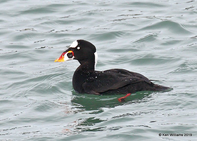 Surf Scoter male, Harford Pier, CA, 3-22-19, Jpa_89087.jpg