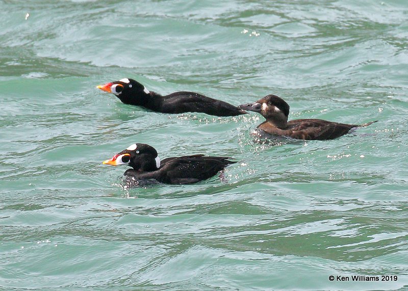 Surf Scoters, Harford Pier, CA, 3-22-19, Jpa_88506.jpg