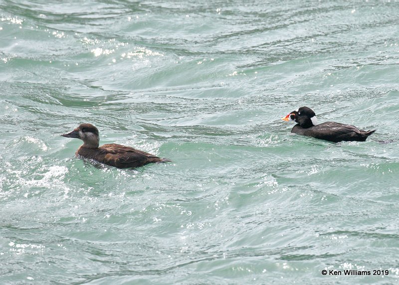 Surf Scoters, Harford Pier, CA, 3-22-19, Jpa_88520.jpg