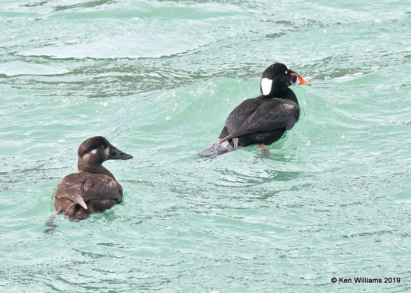 Surf Scoters, Harford Pier, CA, 3-22-19, Jpa_88545.jpg