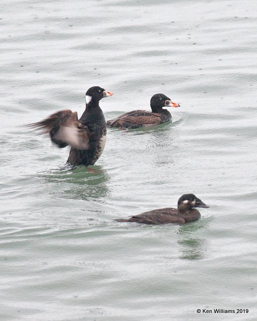 Surf Scoters, Moro Bay, 3-23-19, Jpa_89364.jpg