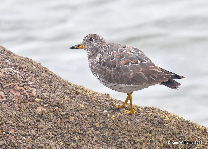 Surfbird molting into breeding plumage, Moro Bay, 3-23-19, Jpa_89449.jpg