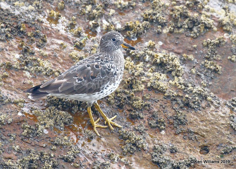 Surfbird molting into breeding plumage, Moro Bay, 3-23-19, Jpa_89473.jpg