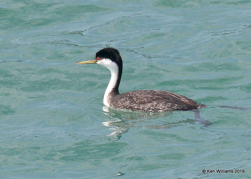 Wester Grebe breeding plumage, San Simeon pier, 3-23-19, Jpa_89825.jpg