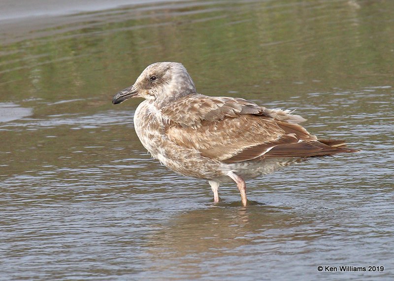 Western Gull 1st cycle, Harford Pier, CA, 3-22-19, Jpa_89243.jpg