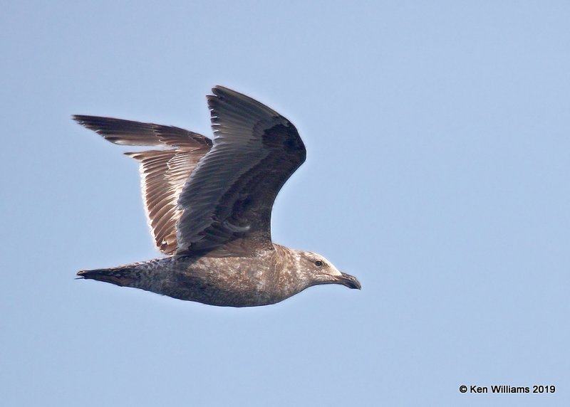 Western Gull 1st cycle, Monterey, CA, 3-24-19, Jpa_91393.jpg