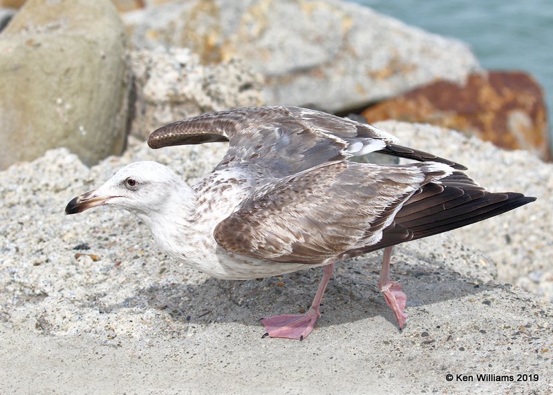 Western Gull 2nd cycle, Harford Pier, CA, 3-22-19, Jpa_89103.jpg