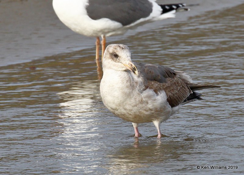 Western Gull 2nd cycle, Harford Pier, CA, 3-22-19, Jpa_89240.jpg