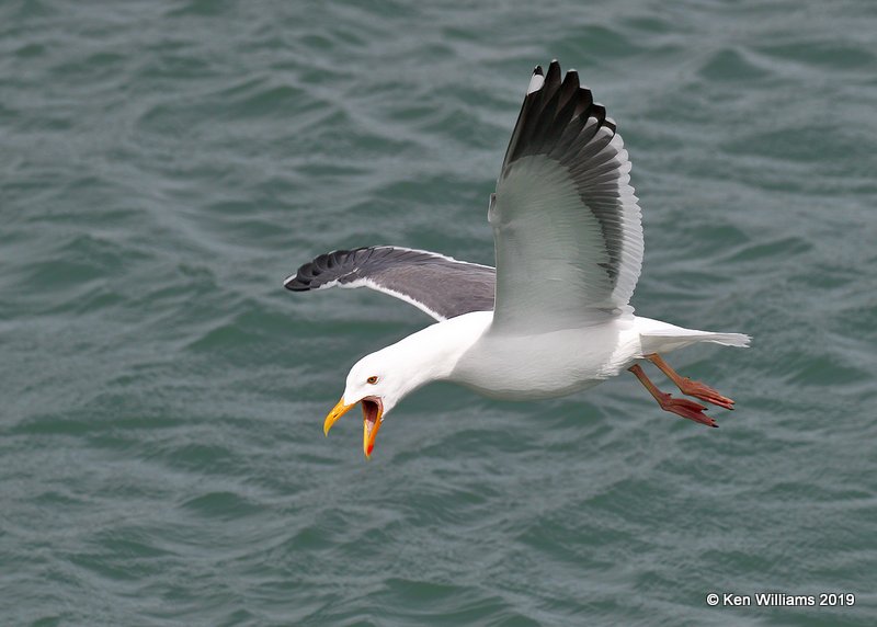 Western Gull breeding plumage, Harford Pier, CA, 3-22-19, Jpa_88920.jpg