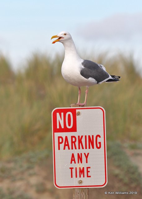 Western Gull breeding plumage, Harford Pier, CA, 3-22-19, Jpa_89114.jpg