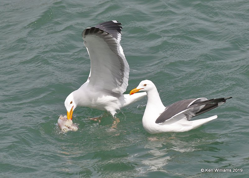 Western Gulls breeding plumage, Harford Pier, CA, 3-22-19, Jpa_88931.jpg