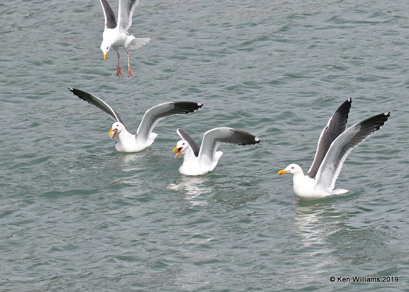 Western Gulls breeding plumage, Harford Pier, CA, 3-22-19, Jpa_88960.jpg
