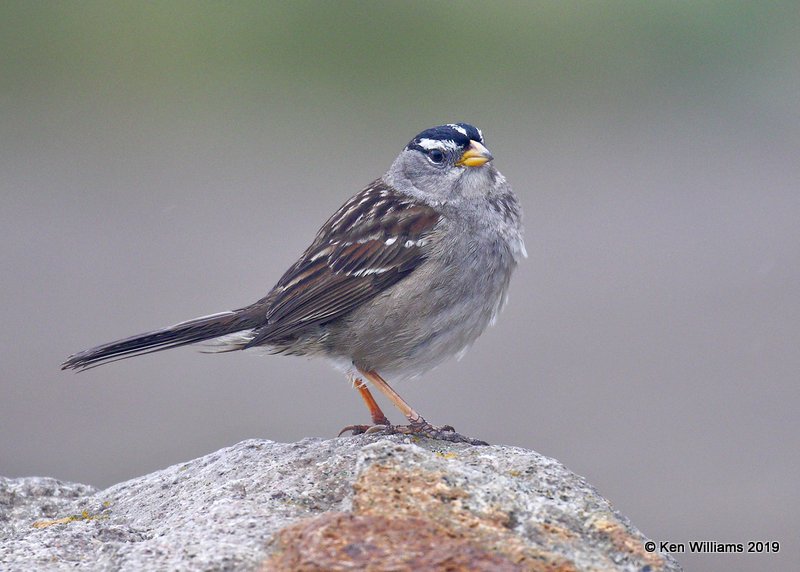 White-crowned Sparrow adult, Gambels subspecies, Moro Bay, CA, 3-23-19, Jpa_89637.jpg