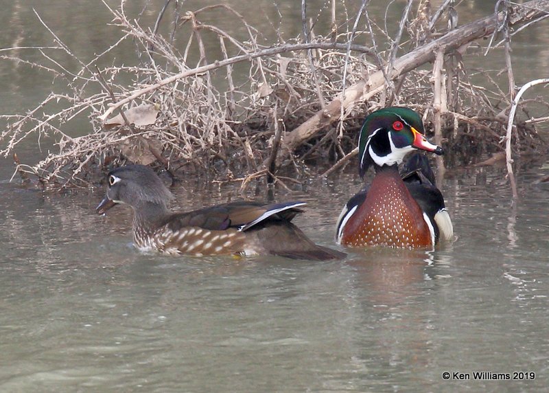 Wood Duck male right and female, Albuquerque, NM, 3-27-19, Jpa_92804.jpg