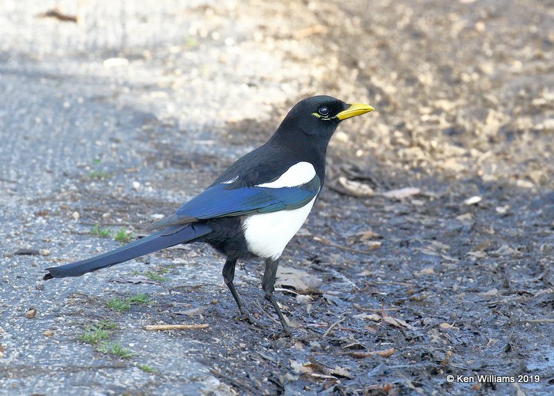 Yellow-billed Magpie, N. San Miguel, CA, 3-24-19, Jpa_90776.jpg