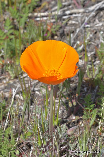 California Poppy, Eschscholzia californica, Antelope Valley Poppy Preserve, Lancaster, CA, 3-25-19, Jpa_92519.jpg