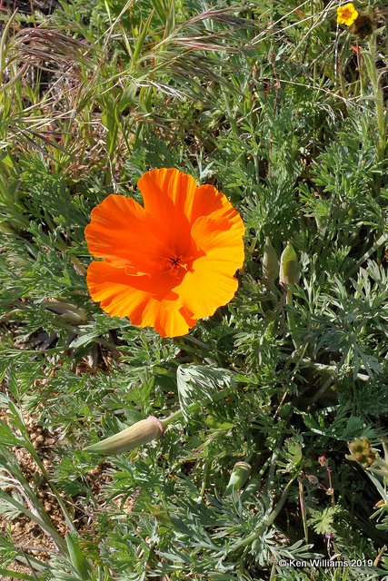 California Poppy, Eschscholzia californica, Antelope Valley Poppy Preserve, Lancaster, CA, 3-25-19, Jpa_92543.jpg