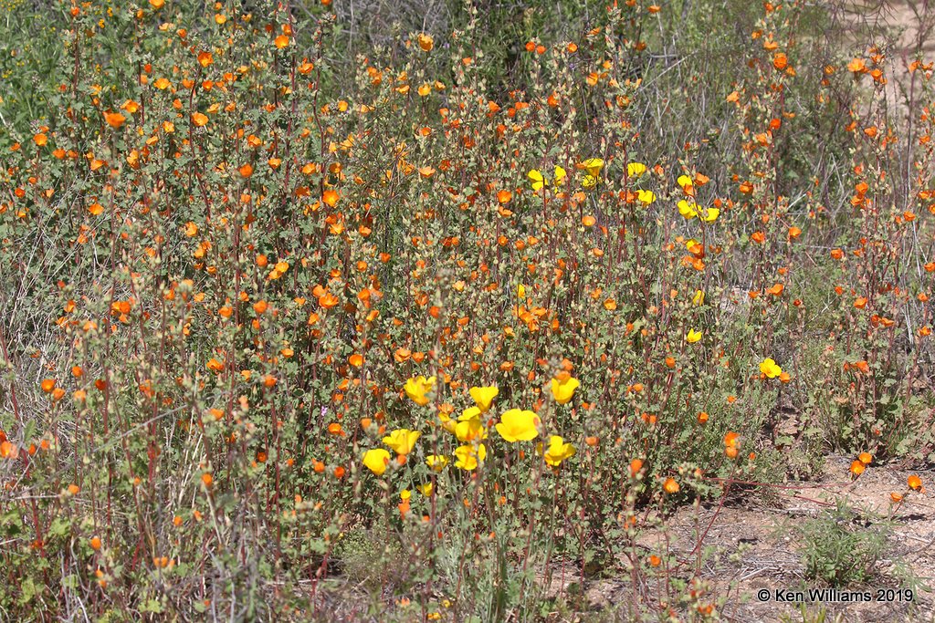 Califronia Poppies & Globe Mallow,  West of Phoenix, AZ, 3-19-19, Jpa_87883.jpg