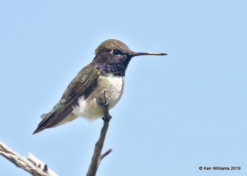 Black-chinned Hummingbird male, Wichita Mountains NWR, OK, 4-28-19, Jpa_38339.jpg