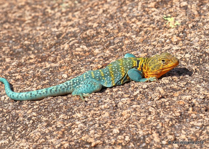 Eastern Collared Lizard, Wichita Mountains NWR, OK, 4-28-19, Jpa_38444.jpg