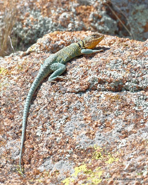 Eastern Collared Lizard, Wichita Mountains NWR, OK, 4-28-19, Jpa_38581.jpg