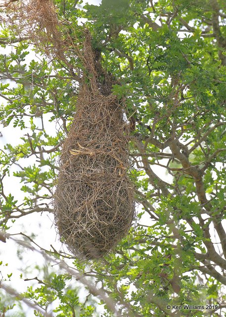 Altamira Oriole  nest, Laguna Atascosa NWR, TX, 4-22-19, Jpa_98518.jpg