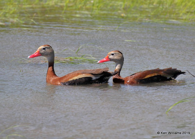 Black-bellied Whistling-Duck, Estero Llano Grande SP, TX, 4-21-19, Jpa_97072.jpg