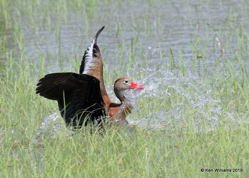 Black-bellied Whistling-Duck, Estero Llano Grande SP, TX, 4-21-19, Jpa_97103.jpg