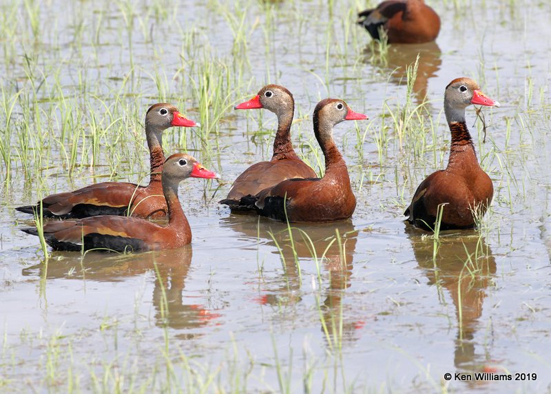 Black-bellied Whistling-Ducks, Estero Llano Grande SP, TX, 4-21-19, Jpa_97104.jpg