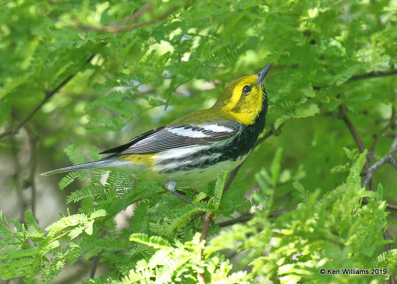 Black-throated Green Warbler male, S. Padre Island, TX, 4-25-19, Jpa_99999_237.jpg