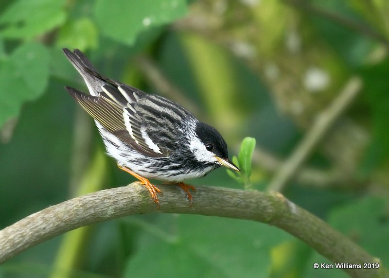 Blackpoll Warbler male, S. Padre Island, TX, 4-24-19, Jpa_99861.jpg