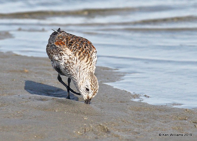 Dunlin molting into breeding plumage, S. Padre Island, TX, 4-22-19, Jpa_98137.jpg