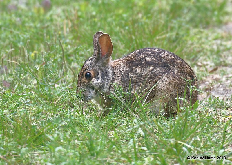 Eastern  Cottontail Rabbit, Smith Oaks, High Island, TX, 4-17-19, Jpa_94320.jpg