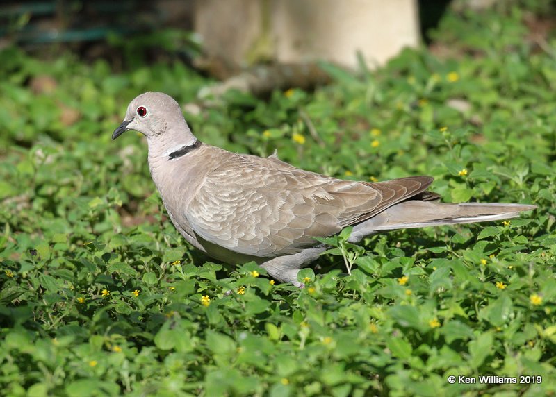 Eurasian Collared Dove,  S. Padre Island, TX, 4-25-19, Jpa_99999_213.jpg