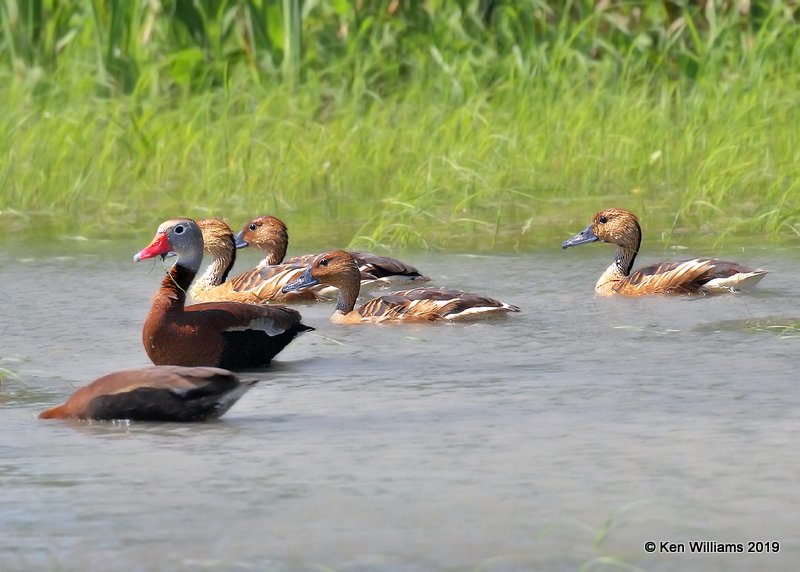 Fulvous & Black-bellied Whistling-Duck, Estero Llano Grande SP, TX, 4-21-19, Jpa_97067.jpg