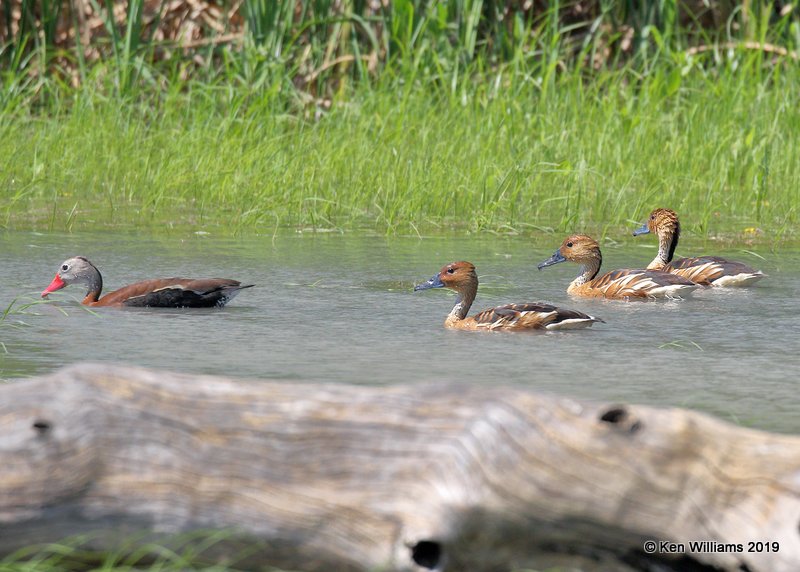 Fulvous Whistling-Ducks, Estero Llano Grande SP, TX, 4-21-19, Jpa_97057.jpg