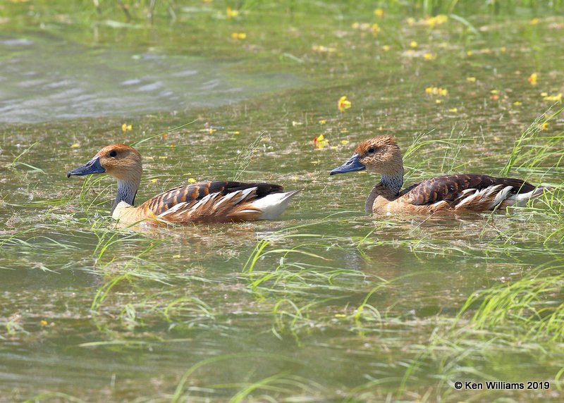 Fulvous Whistling-Ducks, Estero Llano Grande SP, TX, 4-21-19, Jpa_97092.jpg