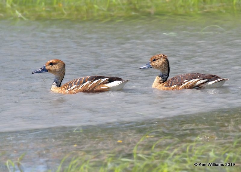 Fulvous Whistling-Ducks, Estero Llano Grande SP, TX, 4-21-19, Jpa_97099.jpg