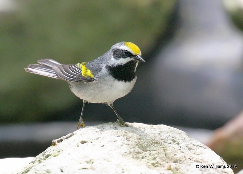 Golden-winged Warbler male, S. Padre Island, TX, 4-23-19, Jpa_99433.jpg