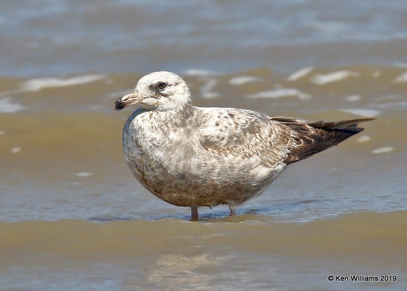 Herring Gull 1 cycle, Surfside Beach, TX, 4-19-19, Jpa_95699.jpg