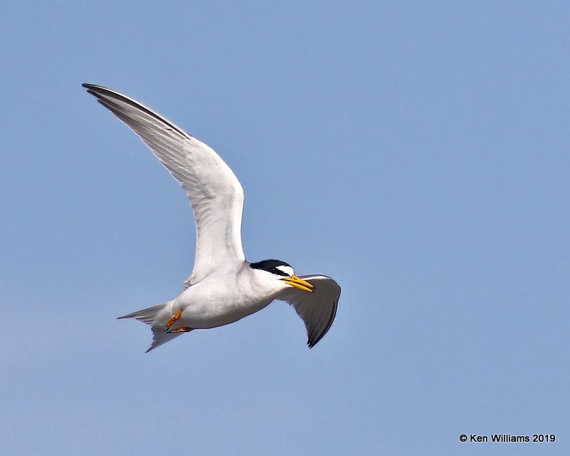 Least Tern, S. Padre Island, TX, 4-22-19, Jpa_97995.jpg