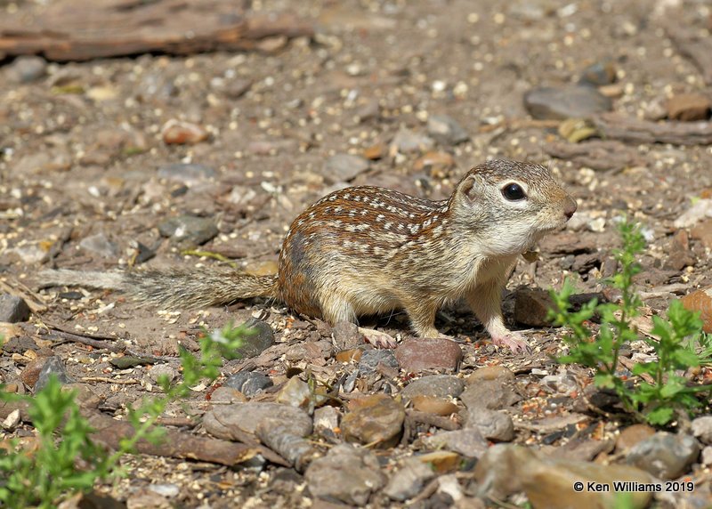 Mexican Ground Squirrel, Laguna Atascosa NWR, TX, 4-22-19, Jpa_98150.jpg