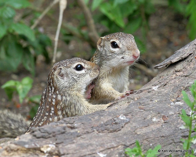 Mexican Ground Squirrel, Laguna Atascosa NWR, TX, 4-22-19, Jpa_98471.jpg