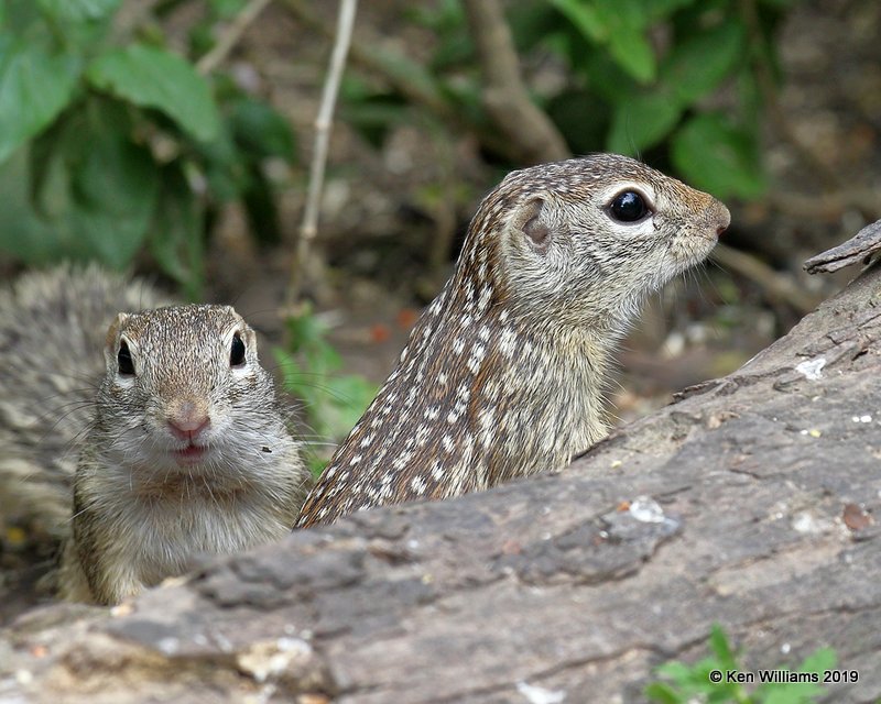 Mexican Ground Squirrel, Laguna Atascosa NWR, TX, 4-22-19, Jpa_98473.jpg