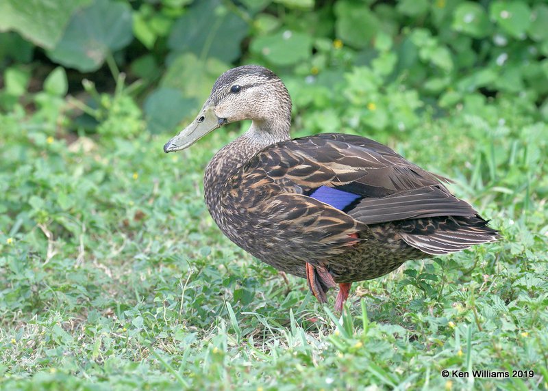 Mottled Duck female, S. Padre Island, TX, 4-22-19, Jpa_98808.jpg
