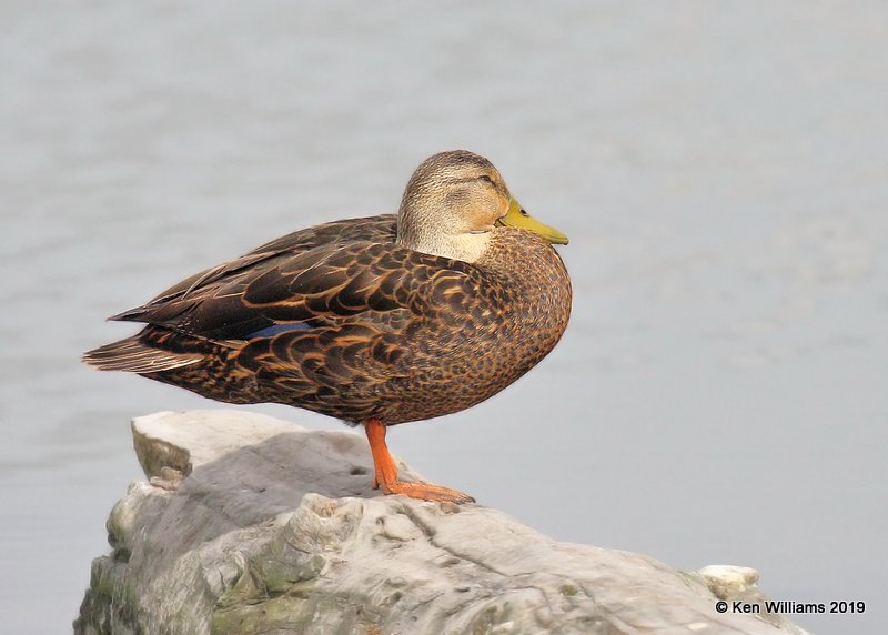 Mottled Duck male, S. Padre Island, TX, 4-22-19, Jpa_98734.jpg