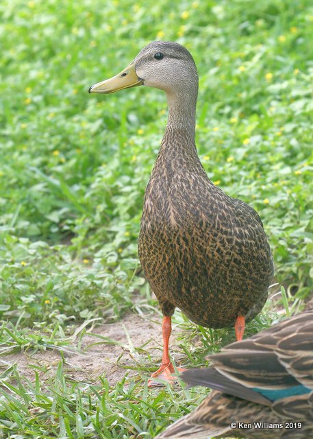 Mottled Duck male, S. Padre Island, TX, 4-22-19, Jpa_98748.jpg