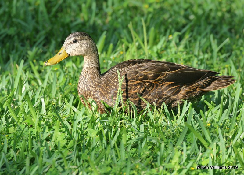 Mottled Duck male, S. Padre Island, TX, 4-25-19, Jpa_99999_97.jpg