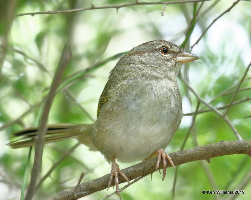Olive Sparrow, Laguna Atascosa NWR, TX, 4-22-19, Jpa_98330.jpg
