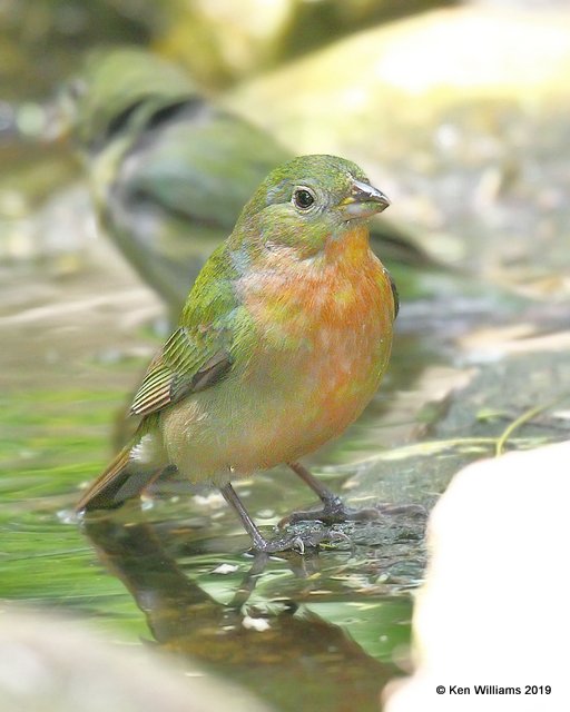 Painted Bunting immature male, S. Padre Island, TX, 4-23-19, Jpa_99496.jpg